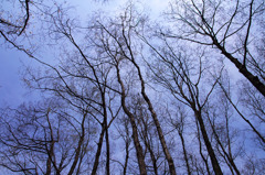 小岩井農場の空