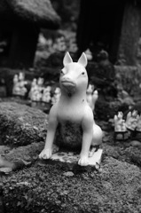 白狐