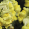 花 1