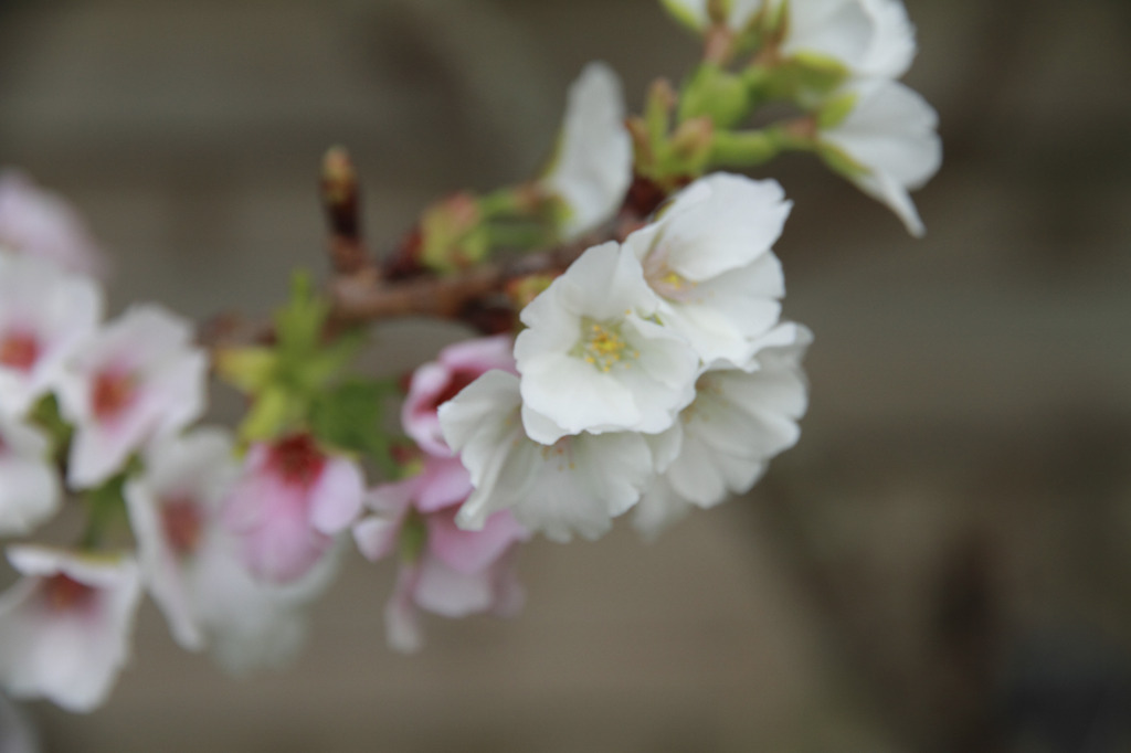 花 2