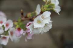 花 2