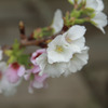 花 2