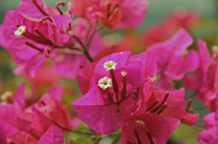 花 5