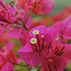 花 5