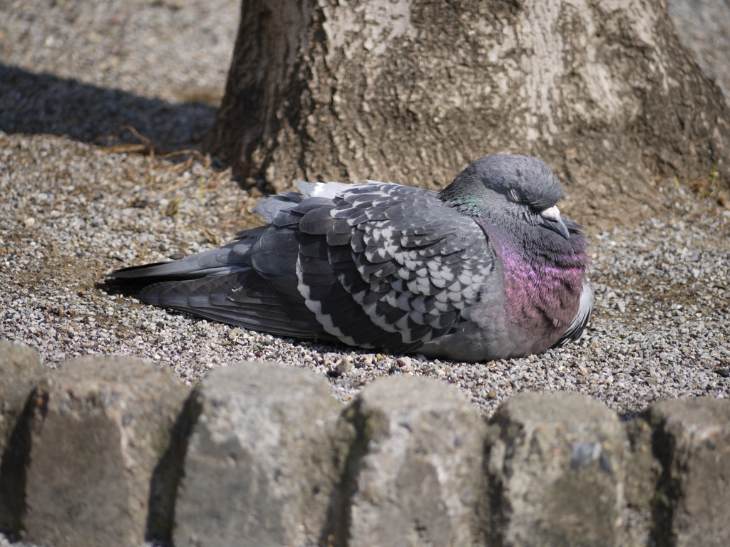 寝てるハト By マサユキ Id 4869 写真共有サイト Photohito