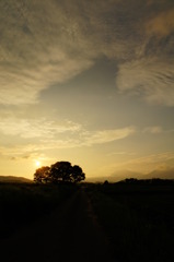 golden　sunset1