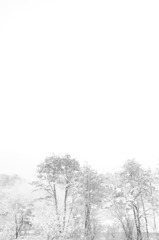 雪降る朝