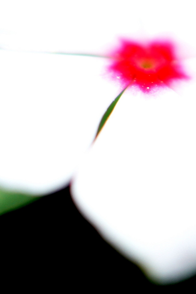 庭の花