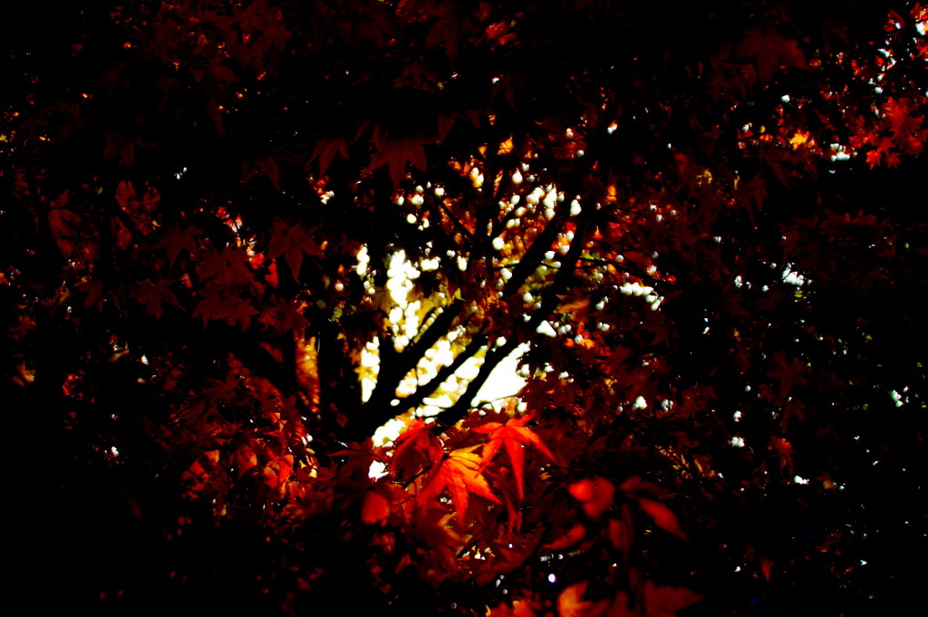 紅葉