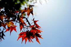 晴れの日紅葉