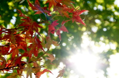 red　＆　green
