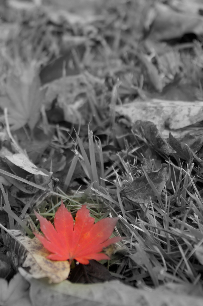紅