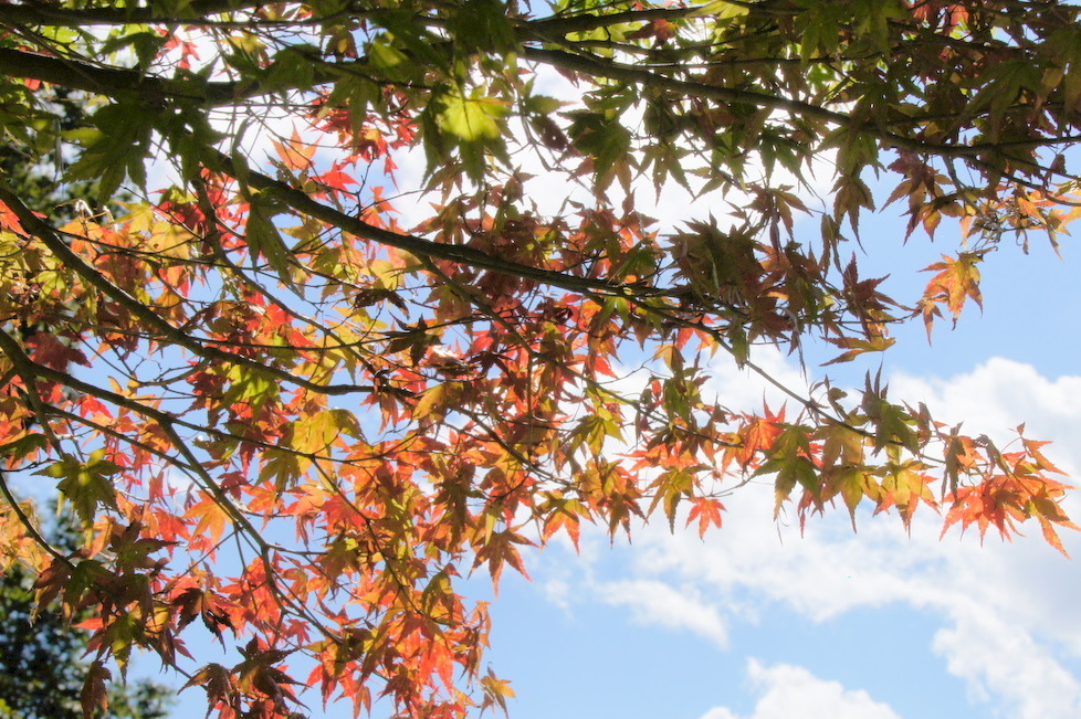 紅葉緑葉