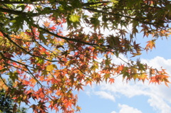 紅葉緑葉