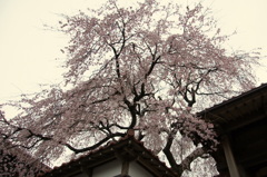 枝垂れ桜　①　極楽寺