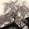 枝垂れ桜　①　極楽寺