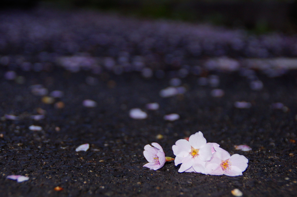 桜散る頃