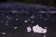 桜散る頃