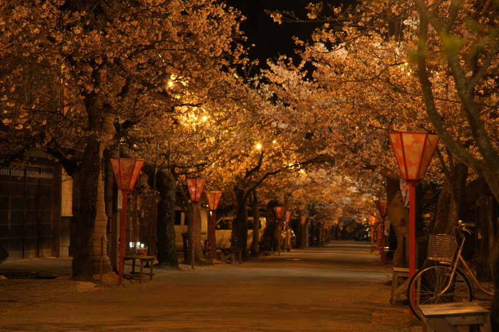 岡山県新庄村がいせん桜