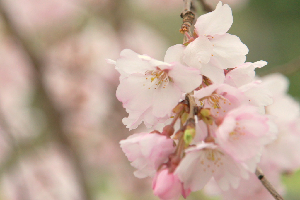 枝垂れ桜　②極楽寺