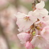 枝垂れ桜　②極楽寺