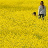菜の花畑