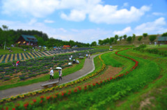 「玉虫沼農村公園ラベンダー園・かほりの広場」０１