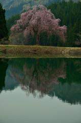 2014.05.03　「田屋の一本桜」