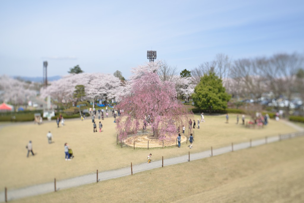 山形市　霞城公園　2014.04.20