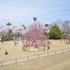 山形市　霞城公園　2014.04.20