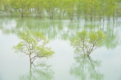 2015.05.03　「白川湖　水没林」