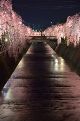 夜桜　2014.04.25