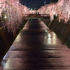 夜桜　2014.04.25