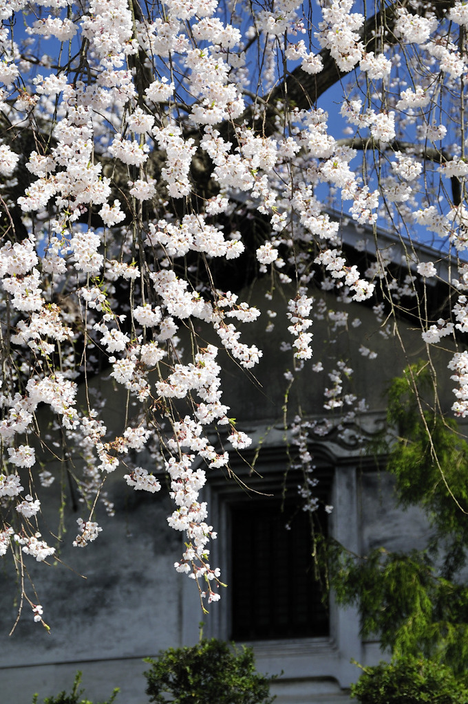 桜！上機嫌