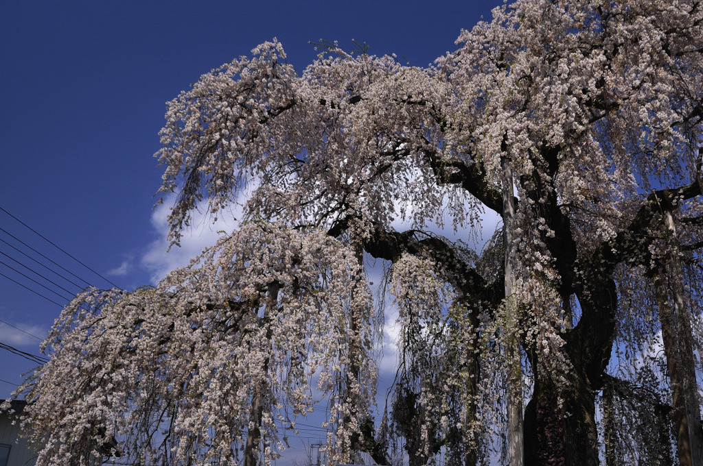 ふりそで桜