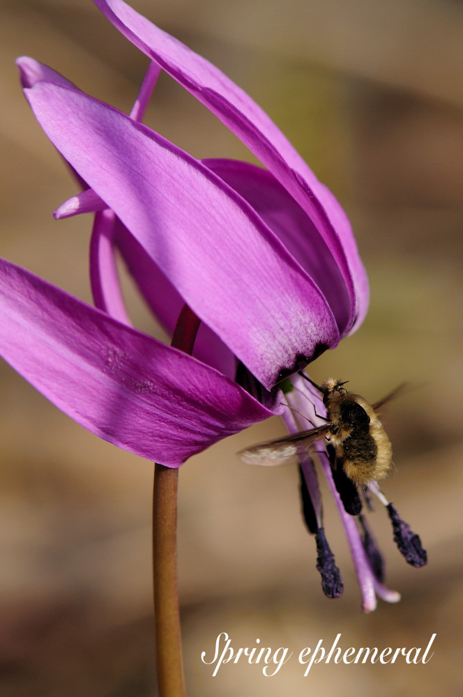 Spring ephemeral