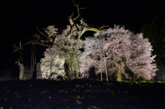 夜桜　2014.04.26