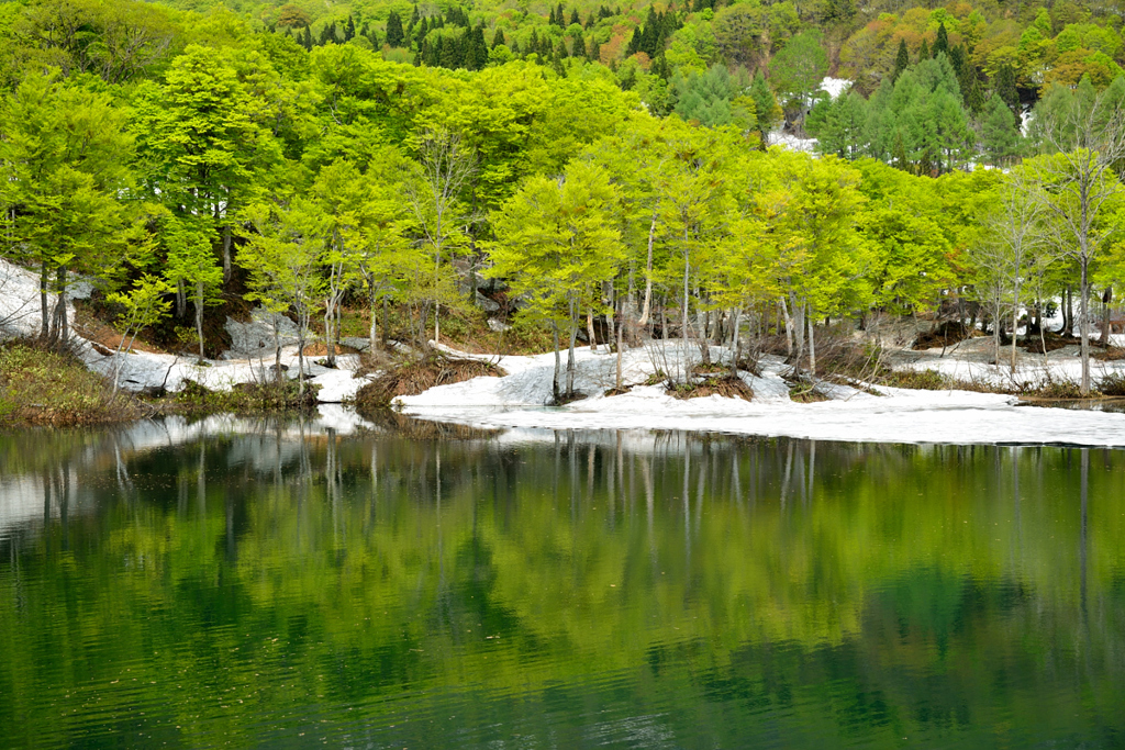 月山地蔵池　新緑の湖畔