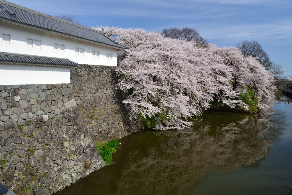 山形市　霞城公園　2014.04.20