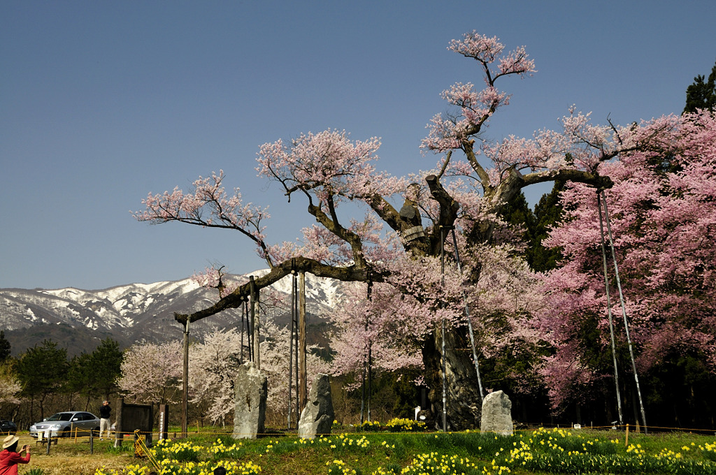 山形県・置賜さくら回廊　「釜の越桜」