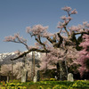 山形県・置賜さくら回廊　「釜の越桜」