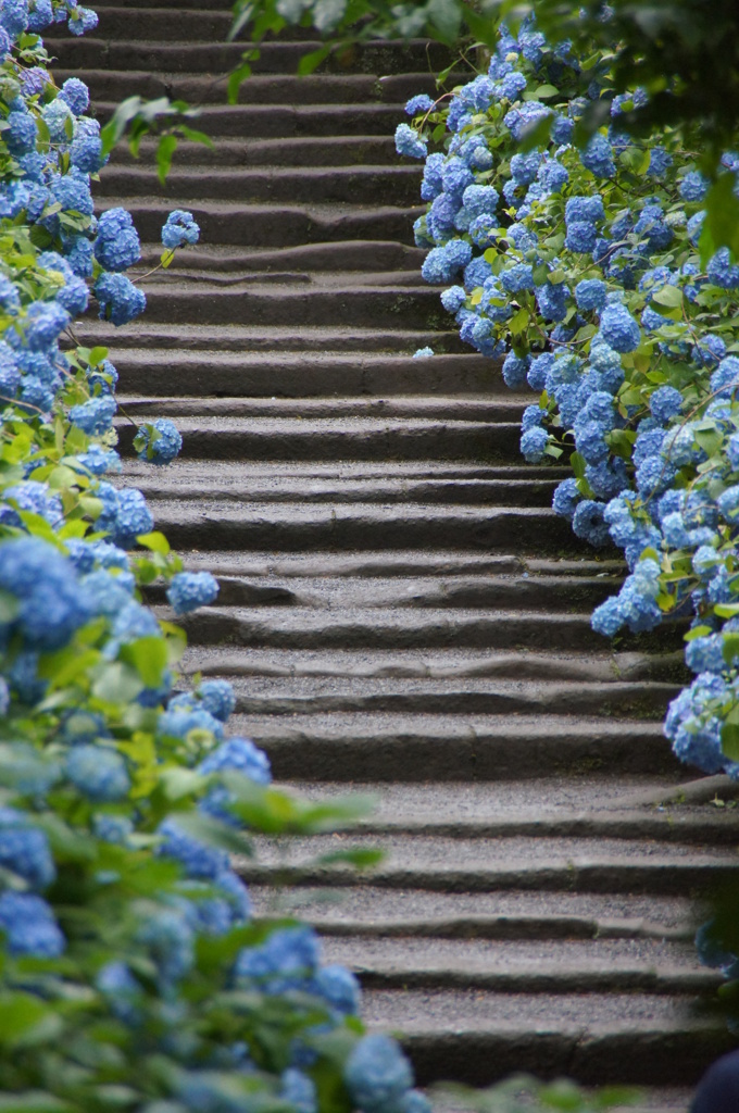 紫陽花の階段