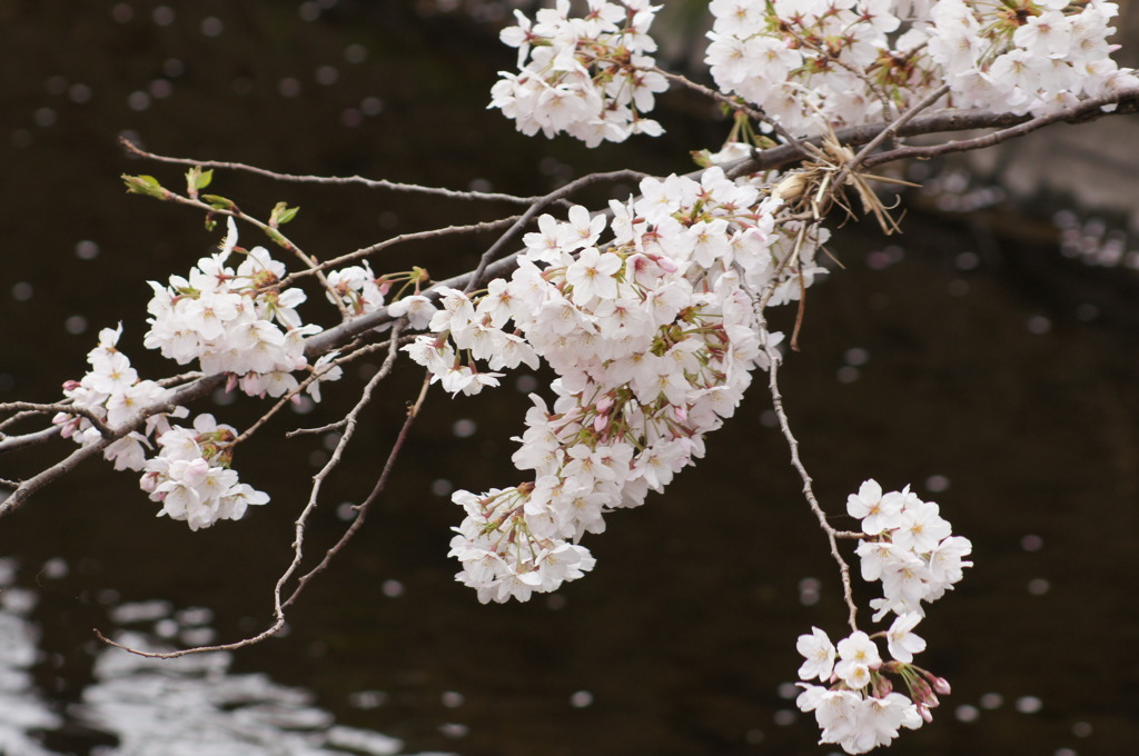 花びらを運んで