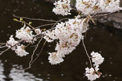 花びらを運んで