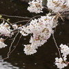 花びらを運んで