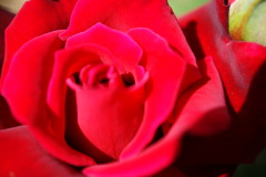 薔薇（アカ）