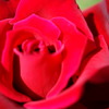 薔薇（アカ）