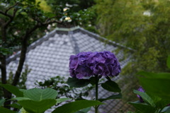 長谷寺　紫陽花④