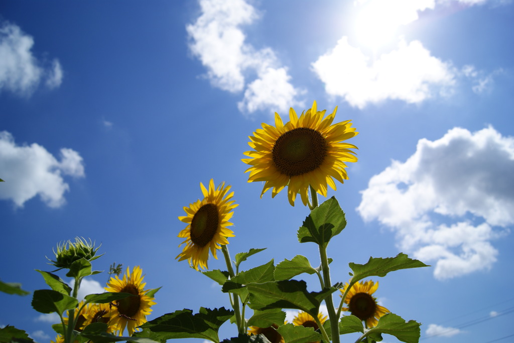 太陽に背に