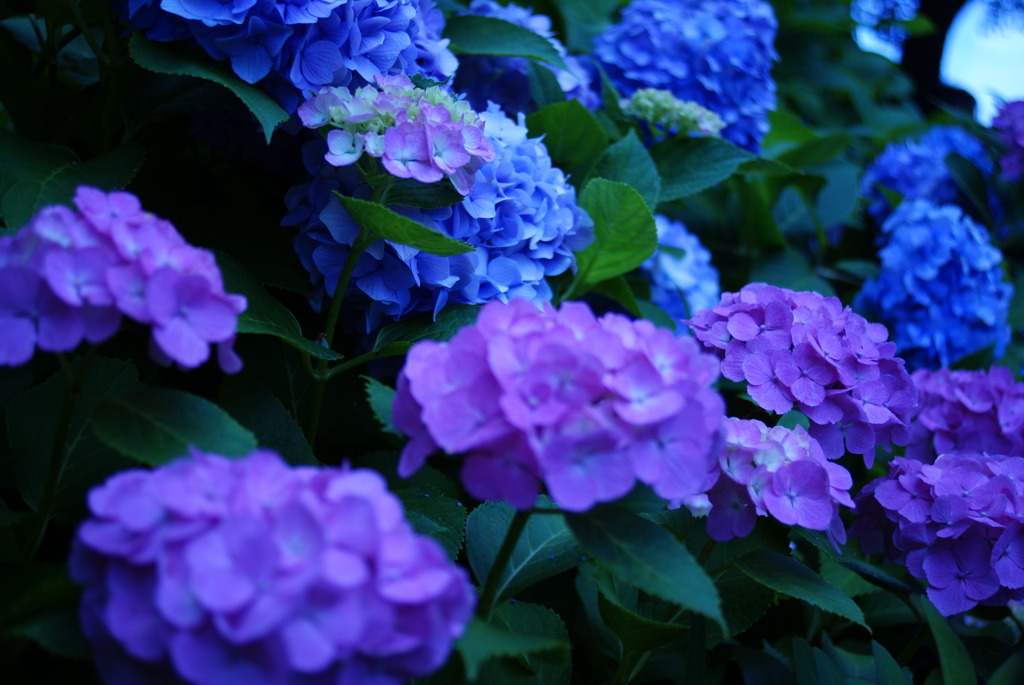 長谷寺　紫陽花